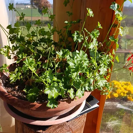 Farm stay Agriturismo Il Mandorlo Cortona